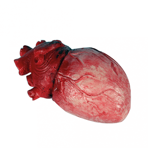 Coração Humano Latex, 14 Cm