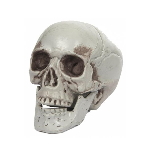 Crânio com Maxilar Amovível, 10 cm