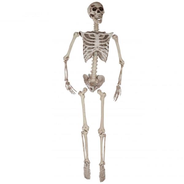 Esqueleto Articulado Decorativo, 165 cm