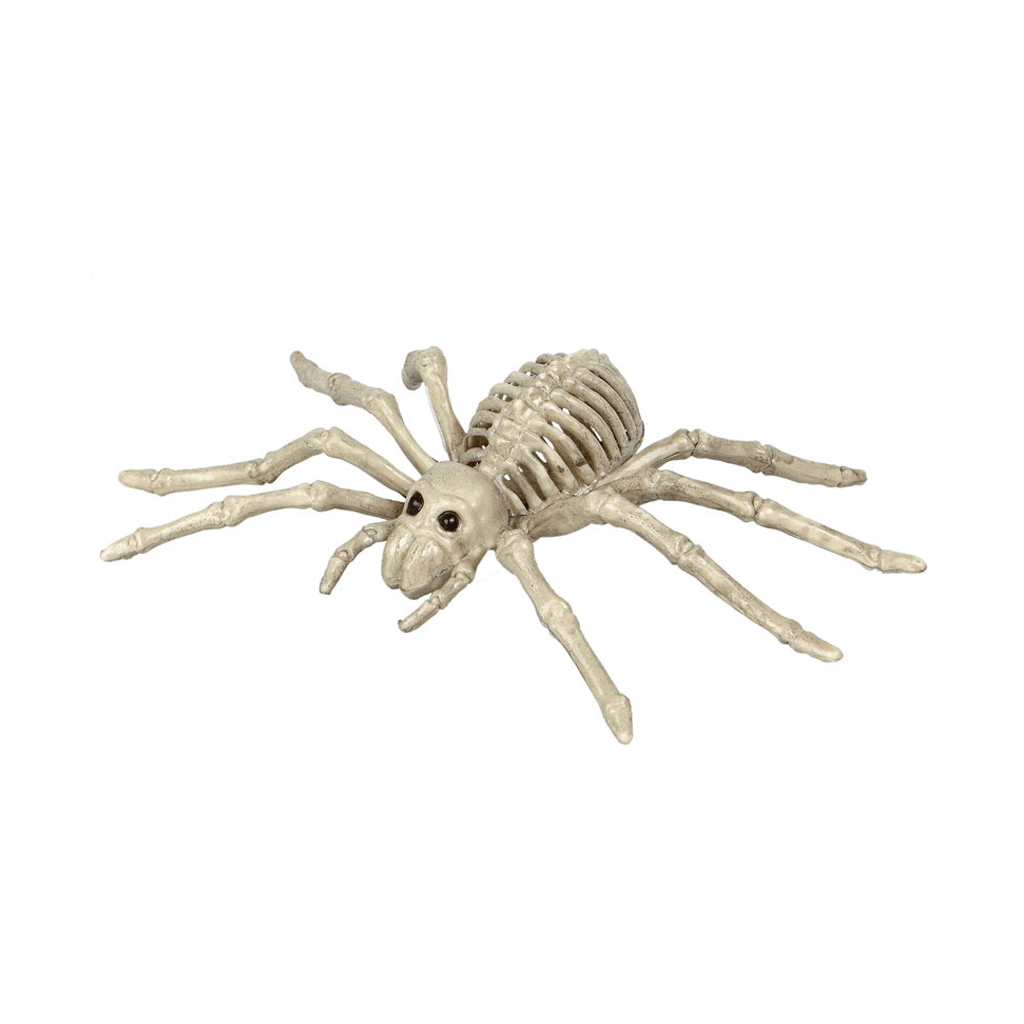 Esqueleto de Aranha, 24 x 12 cm
