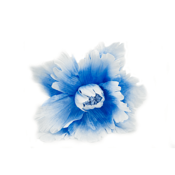 Flor Azul Decoração