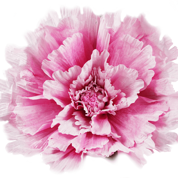 Flor Rosa Decoração