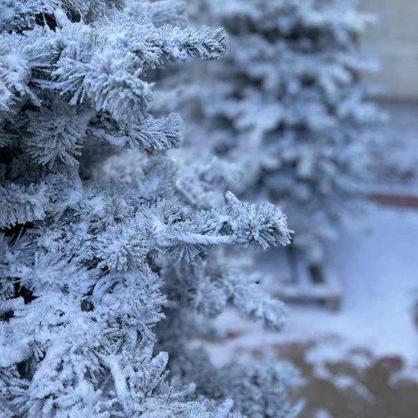 Máquina Revestir com Neve