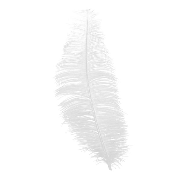 Pluma Branca, 30 cm