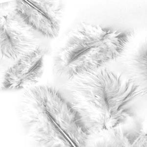 Plumas Brancas, 10 cm, 50 unid.