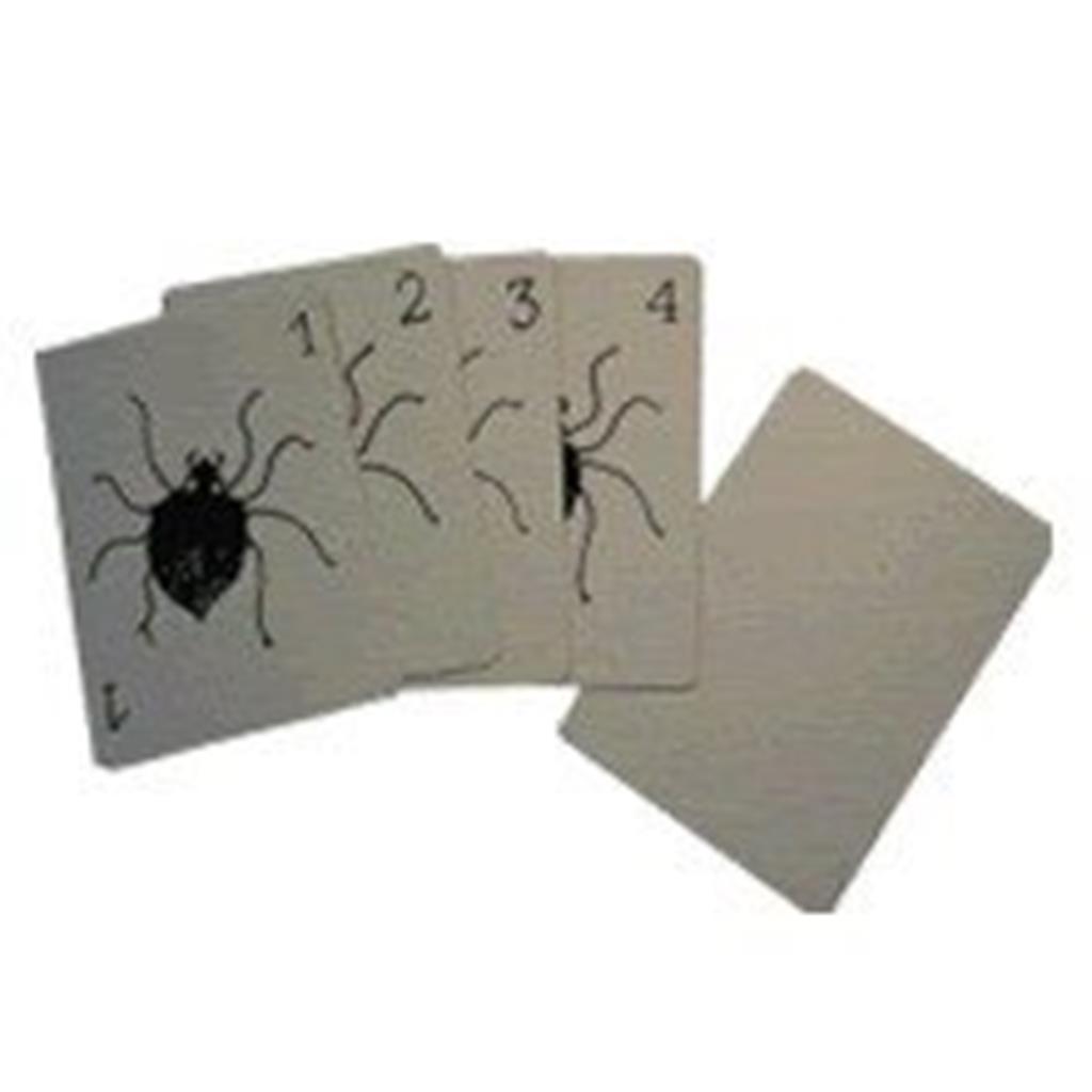 Aranhas Acrobáticas - Dany Adam''s Acrobatic Spiders