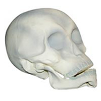 Corpo Humano Brincadeiras