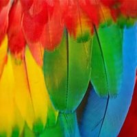 Plumas e Flores Magicas