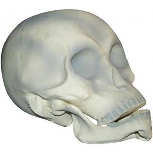 Caveira em Látex Caveira em Látex