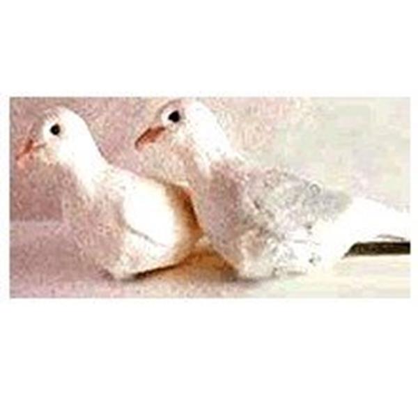 Rola de Borracha - Rubber Dove