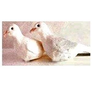 Rola de Borracha - Rubber Dove