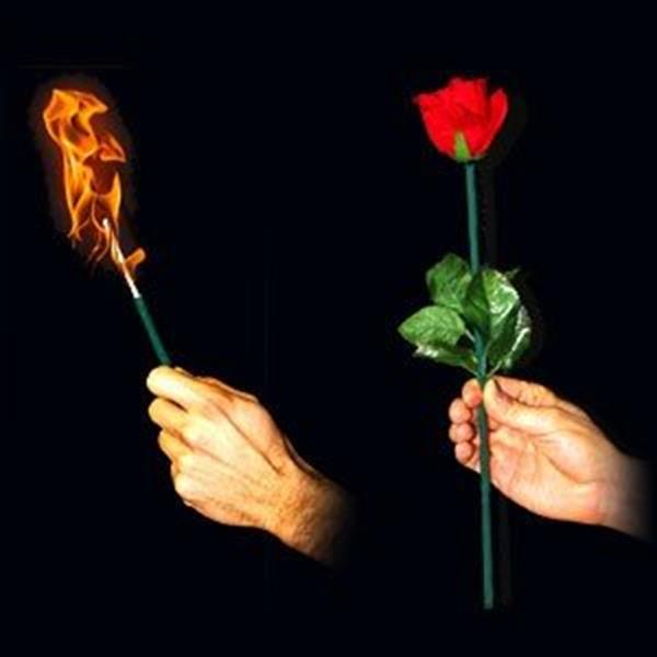 Tocha em Rosa - Torch to Rose